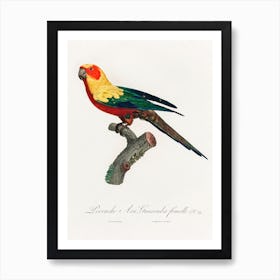 The Sun Parakeet, Female From Natural History Of Parrots, Francois Levaillant Art Print