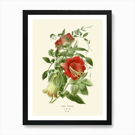 Gladiola Art Print