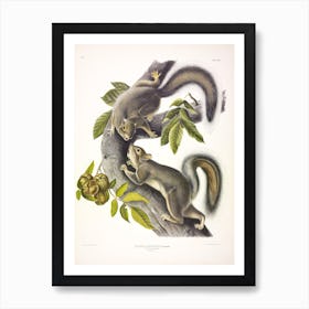 Hare Squirrel, John James Audubon Art Print