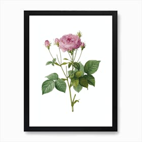 Vintage Pink French Roses Botanical Illustration on Pure White n.0697 Art Print