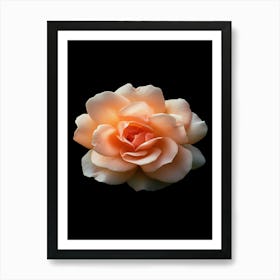 Peach Rose 6 Art Print