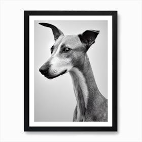 Whippet B&W Pencil Dog Art Print