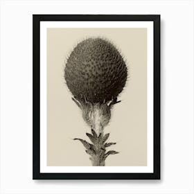 Thorned Bulbous Plant, Karl Blossfeldt Art Print