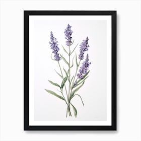 Lavender Vintage Botanical Herbs 0 Art Print