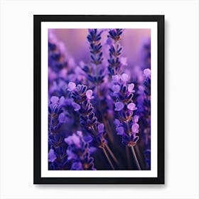 Lavender Flowers 4 Art Print