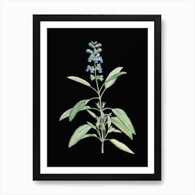 Vintage Sage Plant Botanical Illustration on Solid Black n.0773 Art Print