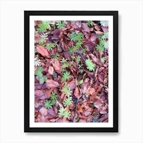 Small Plants On The Ground Art Print