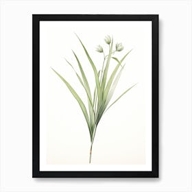 Lemongrass Vintage Botanical Herbs 1 Art Print