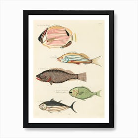 Colourful And Surreal Illustrations Of Fishes Found In Moluccas (Indonesia) And The East Indies, Louis Renard(46) Art Print