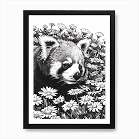 Red Panda Resting In A Field Of Daisies Ink Illustration 1 Art Print