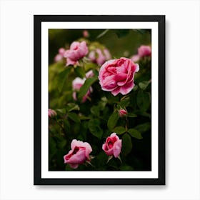 Pink Roses 2 Art Print