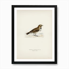 Horned Lark, The Von Wright Brothers Art Print