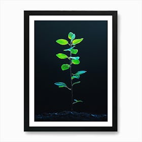 Small Green Plant 2 Art Print