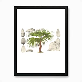 Palm Tree 1 Art Print