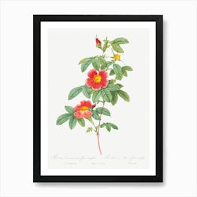 Rosa Majalis, Also Known As Single May Rose, Pierre Joseph Redoute Art Print