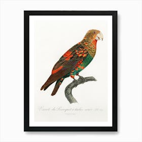 The Brown Necked Parrot From Natural History Of Parrots, Francois Levaillant 1 Art Print