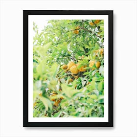 Orange Tree In The Garden // Valencia, Spain, Travel & Nature Photography Art Print