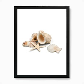 Colored seashells. Seashells. Summer.3 Art Print