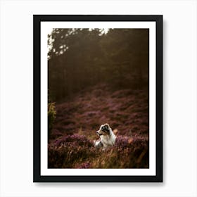 Border Collie In A Heather Field- Scotland Highland UK dog photo print - moody animal photography Art Print