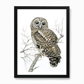 Spotted Owl Drawing 1 Art Print