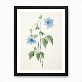 Kikyo Chinese Bellflower 1 Vintage Japanese Botanical Art Print