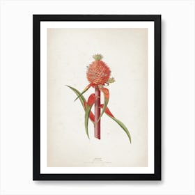 Vintage Ehret 1 Ananas Folio Art Print