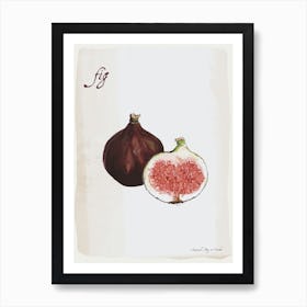 Fig Vintage illustration Print Art Print