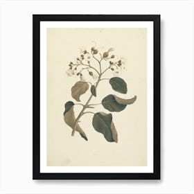 Cordia Abyssinica, Luigi Balugani Art Print