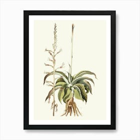 Aloe Vera 2 Art Print