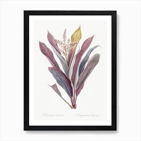 Cordyline Fruticosa Illustration From Les Liliacées, Pierre Joseph Redouté Art Print