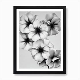 Morning Glory B&W Pencil 1 Flower Art Print