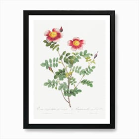 Variegated Flowering Variety Of Burnet Rose, Pierre Joseph Redoute Art Print