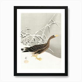 White Fronted Goose In The Snow (1900 1930), Ohara Koson Art Print