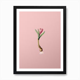 Vintage Spring Meadow Saffron Botanical on Soft Pink n.0816 Art Print