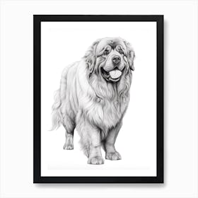 Newfoundland Dog, Line Drawing 3 Art Print