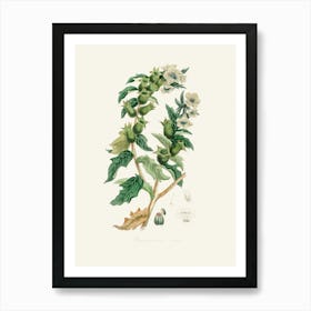 Vintage Botanical John Stephenson and James Morss Churchill Art Print_2731671 Art Print