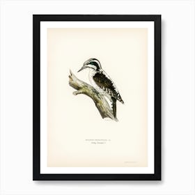 Three Toed Woodpecker, The Von Wright Brothers 1 Art Print