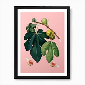 Vintage Fig Botanical on Soft Pink Art Print