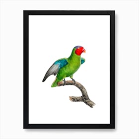 Vintage Red Cheeked Parrot Bird Illustration on Pure White n.0026 Art Print