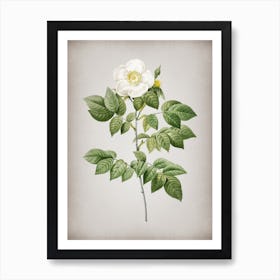 Vintage Leschenault's Rose Botanical on Parchment n.0689 Art Print