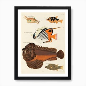 Colourful And Surreal Illustrations Of Fishes Found In Moluccas (Indonesia) And The East Indies, Louis Renard(21) Art Print