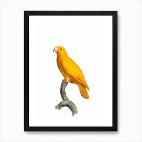 Vintage Pacific Parrotlet Bird Illustration on Pure White Art Print