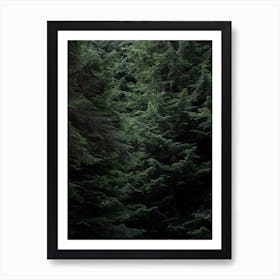 Into The Woods, Pine Trees And Shadows Art Print