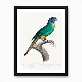 The Blue Crowned Parakeet From Natural History Of Parrots, Francois Levaillant Art Print