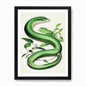 Cuban Green Snake 1 Vintage Art Print