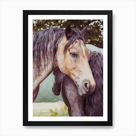 Two Horses In A Field 1 Art Print