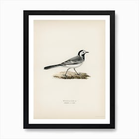 Pied Wagtai Male, The Von Wright Brothers Art Print