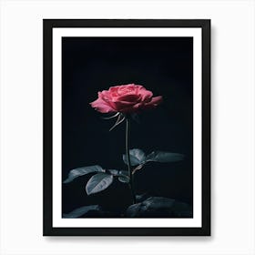 Dark Rose 3 Art Print