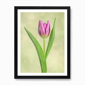Purple Tulip Celebrating Art Print