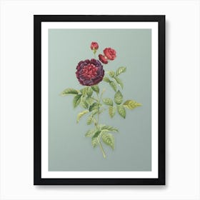 Vintage One Hundred Leaved Rose Botanical Art on Mint Green n.0515 Art Print